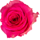 Rose fuchsia Jacuzzi 50cm