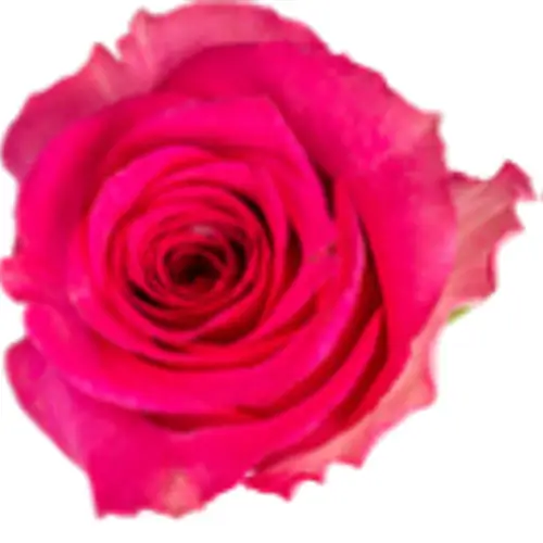 Rose fuchsia Jacuzzi 50cm