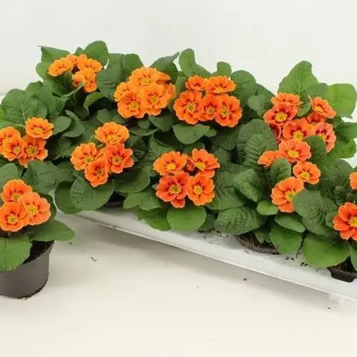 Primula Acaulis orange Cottage T10 H015