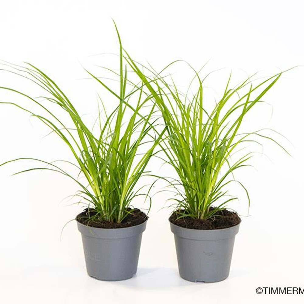 Carex Brunnea T6 H10
