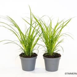 Carex Brunnea T6 H10