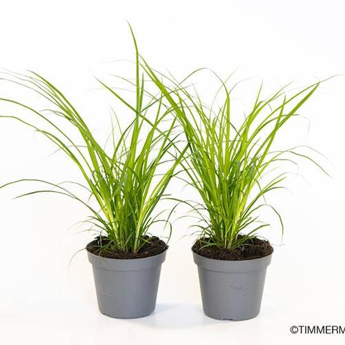 Carex Brunnea T6 H10