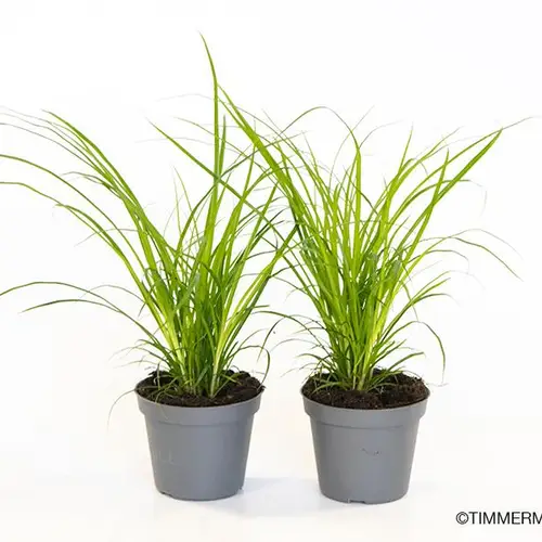 Carex Brunnea T6 H10