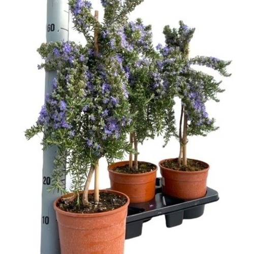 Rosmarin Prostratus auf Stamm T18 H070
