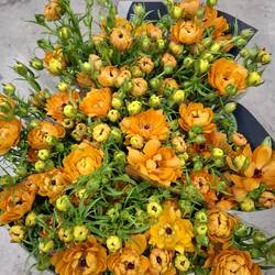 Ranunkel orange Ranunculus Natura Moderna Vivald 55cm