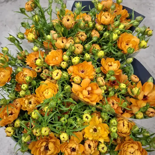 Ranunkel orange Ranunculus Natura Moderna Vivald 55cm