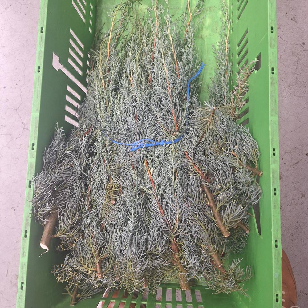 Cupressus grau/grün Arizonica 5kg Buendel