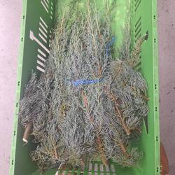 Cupressus grau/grün Arizonica 5kg Buendel