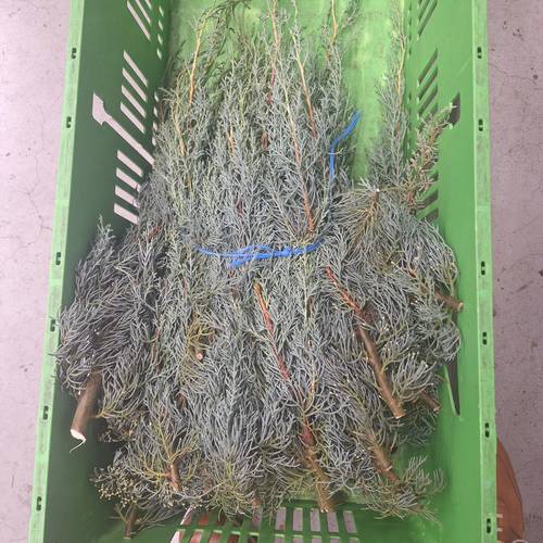 Cupressus grau/grün Arizonica 5kg Buendel