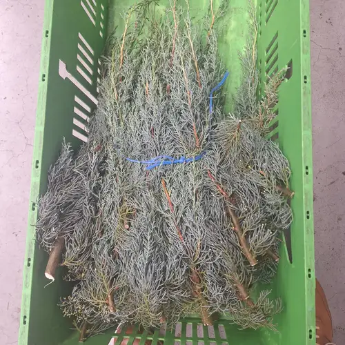 Cupressus grau/grün Arizonica 5kg Buendel