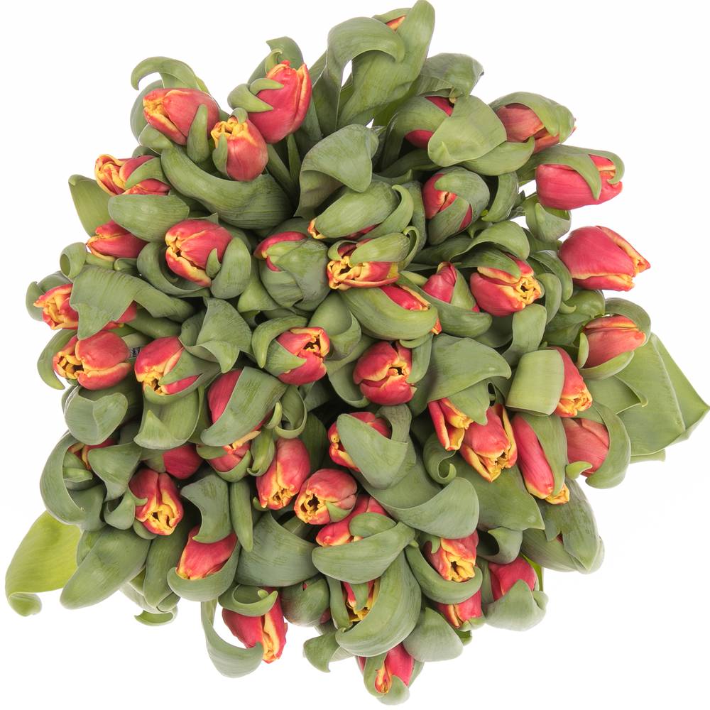 Tulpe rot/gelb Elegant Crown 28 Gramm