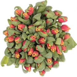 Tulpe rot/gelb Elegant Crown 28 Gramm