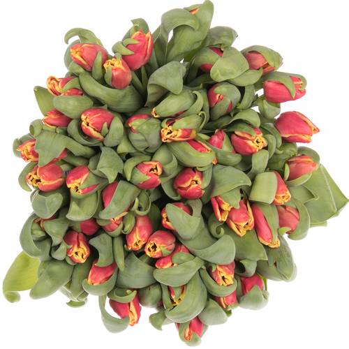 Tulpe rot/gelb Elegant Crown 28 Gramm