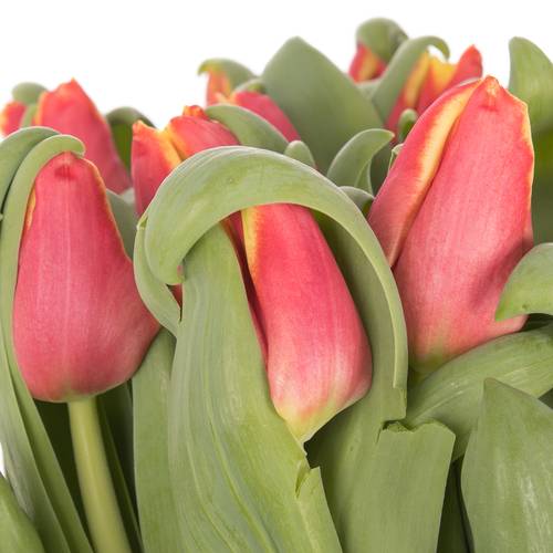 Tulpe rot/gelb Elegant Crown 28 Gramm
