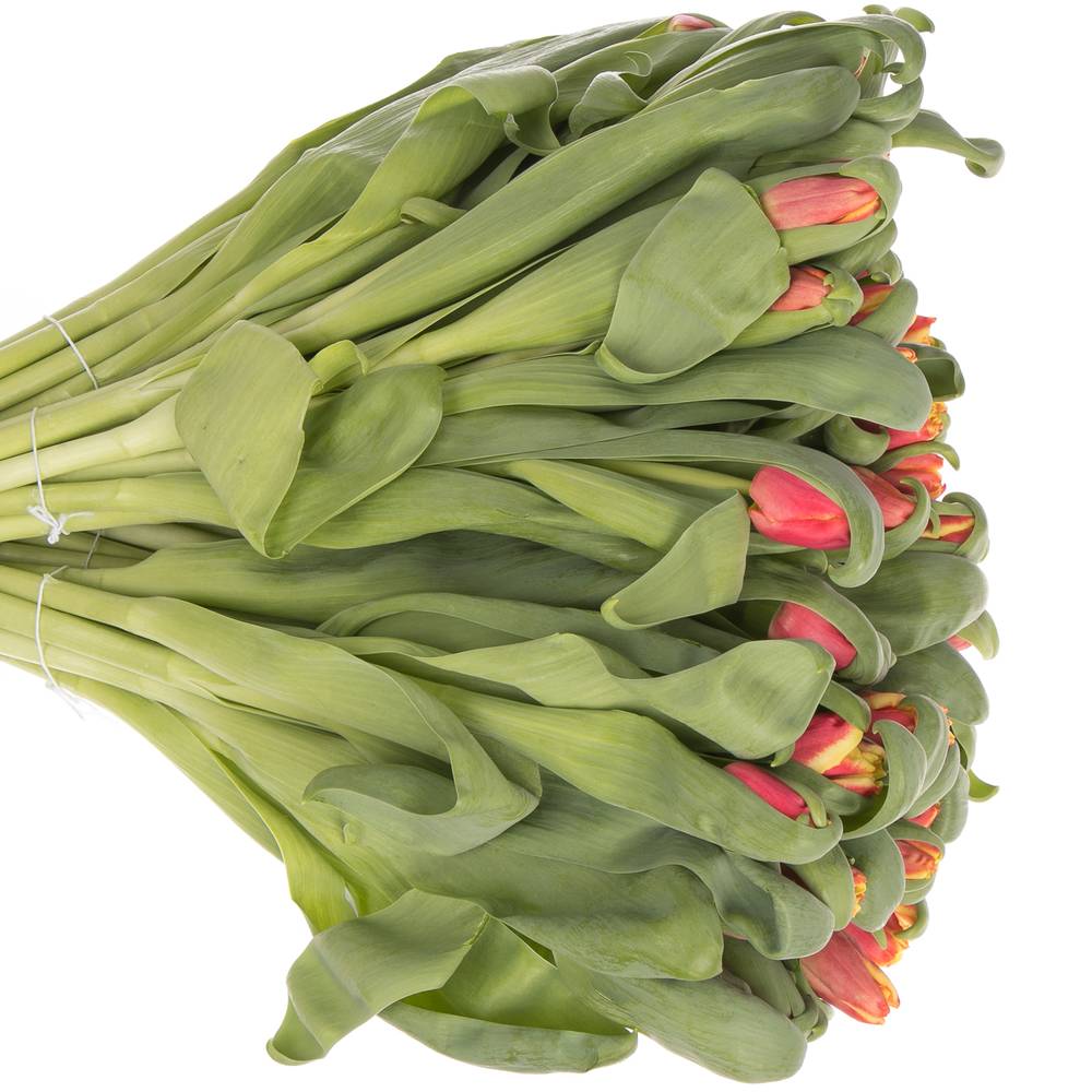 Tulpe rot/gelb Elegant Crown 28 Gramm