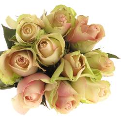 Rose hell grün/hell rosa La Belle 60cm