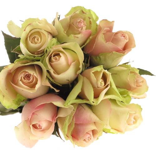 Rose hell grün/hell rosa La Belle 60cm