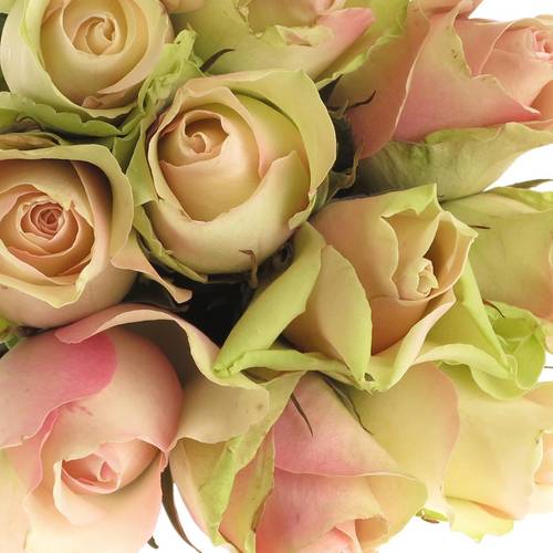 Rose hell grün/hell rosa La Belle 60cm