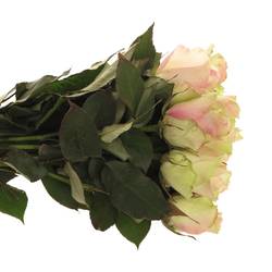 Rose hell grün/hell rosa La Belle 60cm