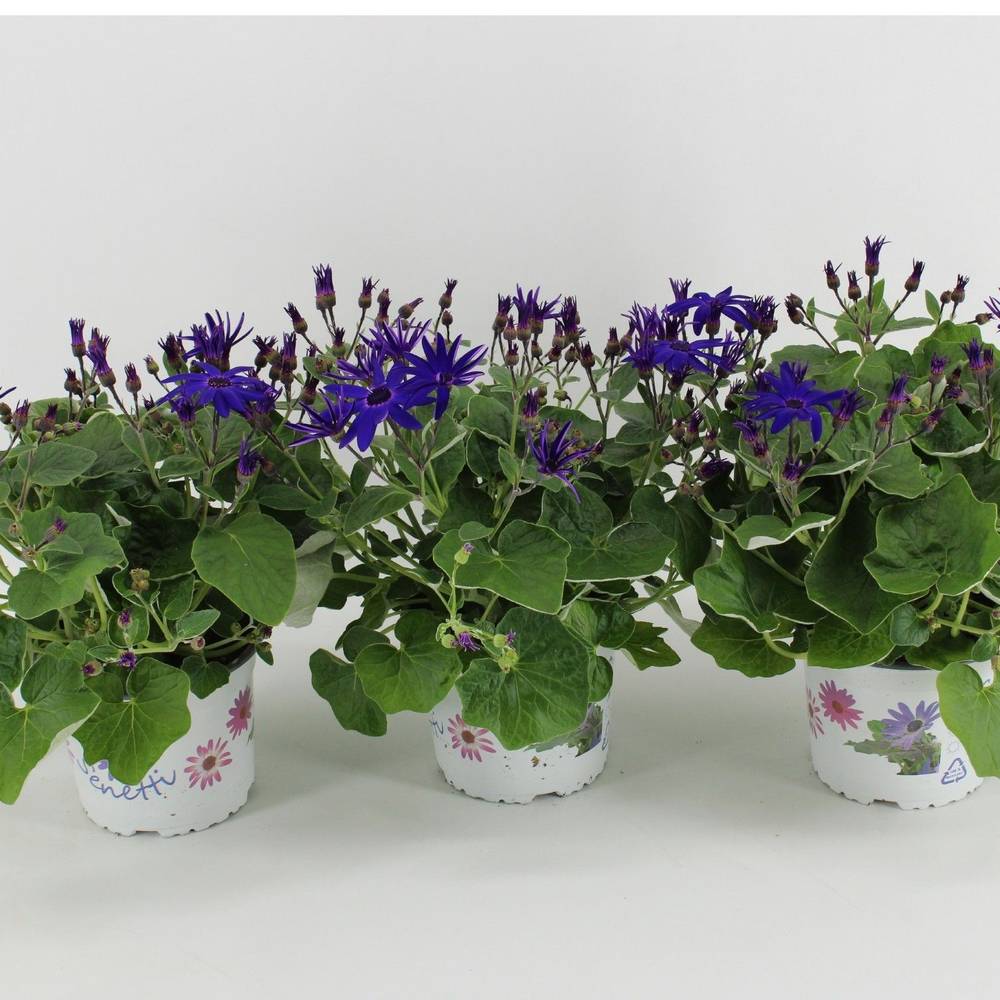 Senecio Senetti dunkel blau T15 H038