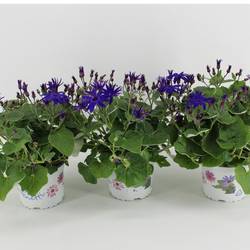 Senecio Senetti dunkel blau T15 H038