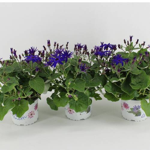 Senecio Senetti dunkel blau T15 H038