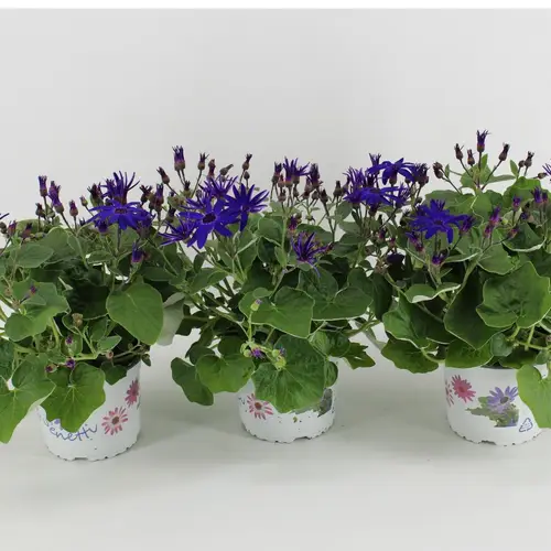 Senecio Senetti dunkel blau T15 H038