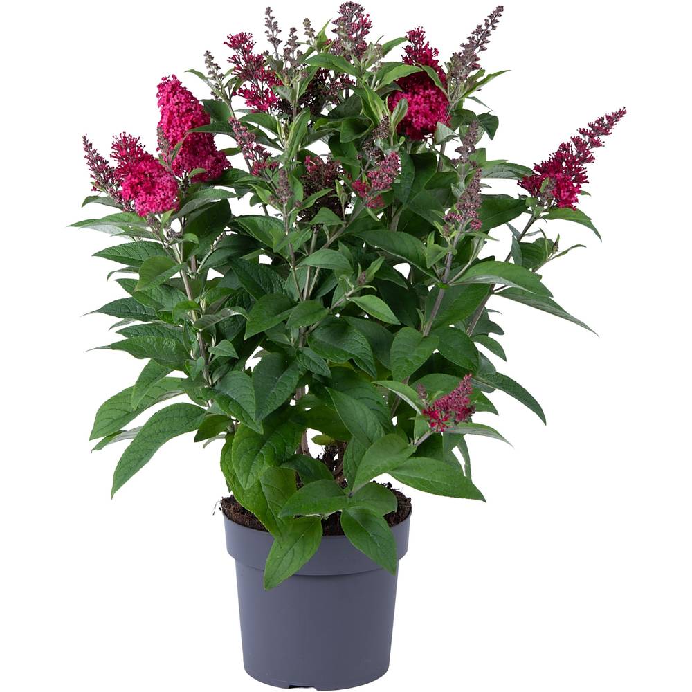 Buddleja Dav. rot Candy T19 H060