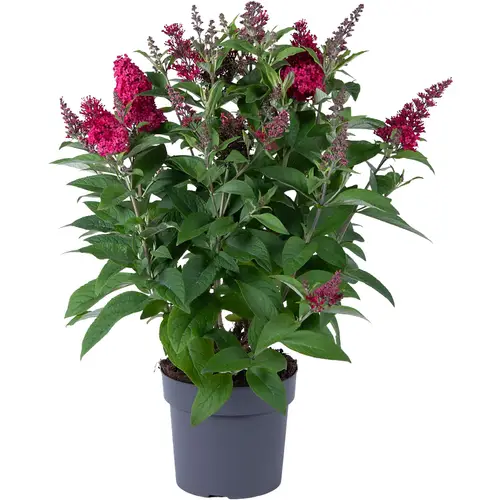 Buddleja Dav. rot Candy T19 H060