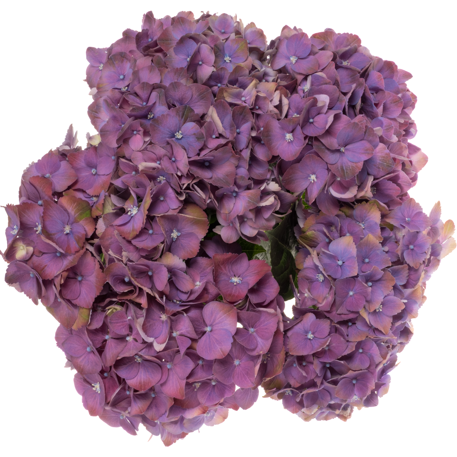 Hortensie lila Inferno Purple Bol 18cm 50cm