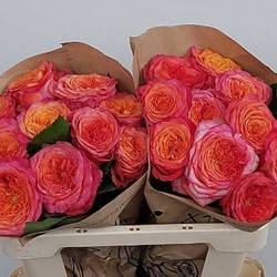 Rose orange/rosa Campari 60cm
