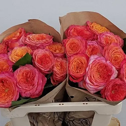 Rose orange/rosa Campari 60cm