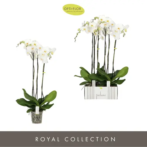 Phal.3-R weiss T17 H110