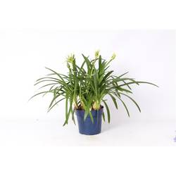 Agapanthus weiss T19 H070