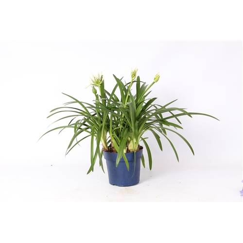 Agapanthus weiss T19 H070