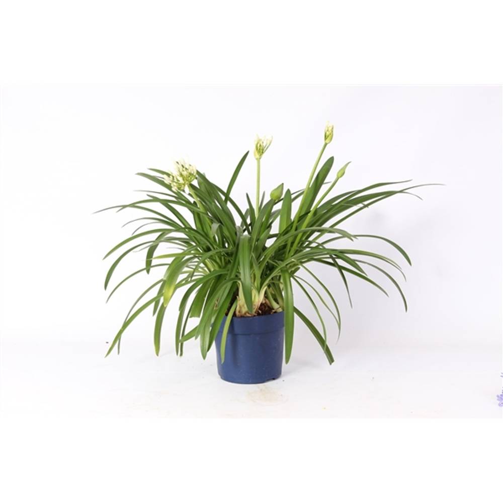 Agapanthus weiss T19 H070
