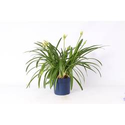 Agapanthus weiss T19 H070
