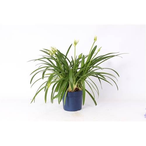 Agapanthus weiss T19 H070