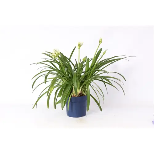 Agapanthus weiss T19 H070
