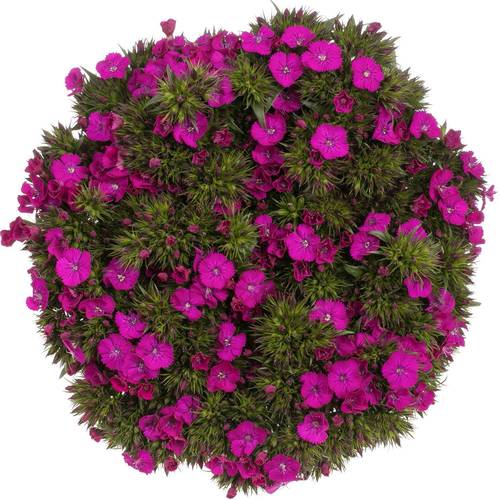Bartnelke fuchsia Neon Purple 35cm