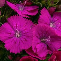 Bartnelke fuchsia Neon Purple 35cm