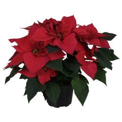 Poinsettia rot im Hanna Topf Gold T12 H035