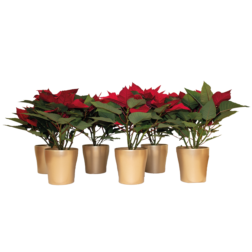 Poinsettia rot im Hanna Topf Gold T12 H035