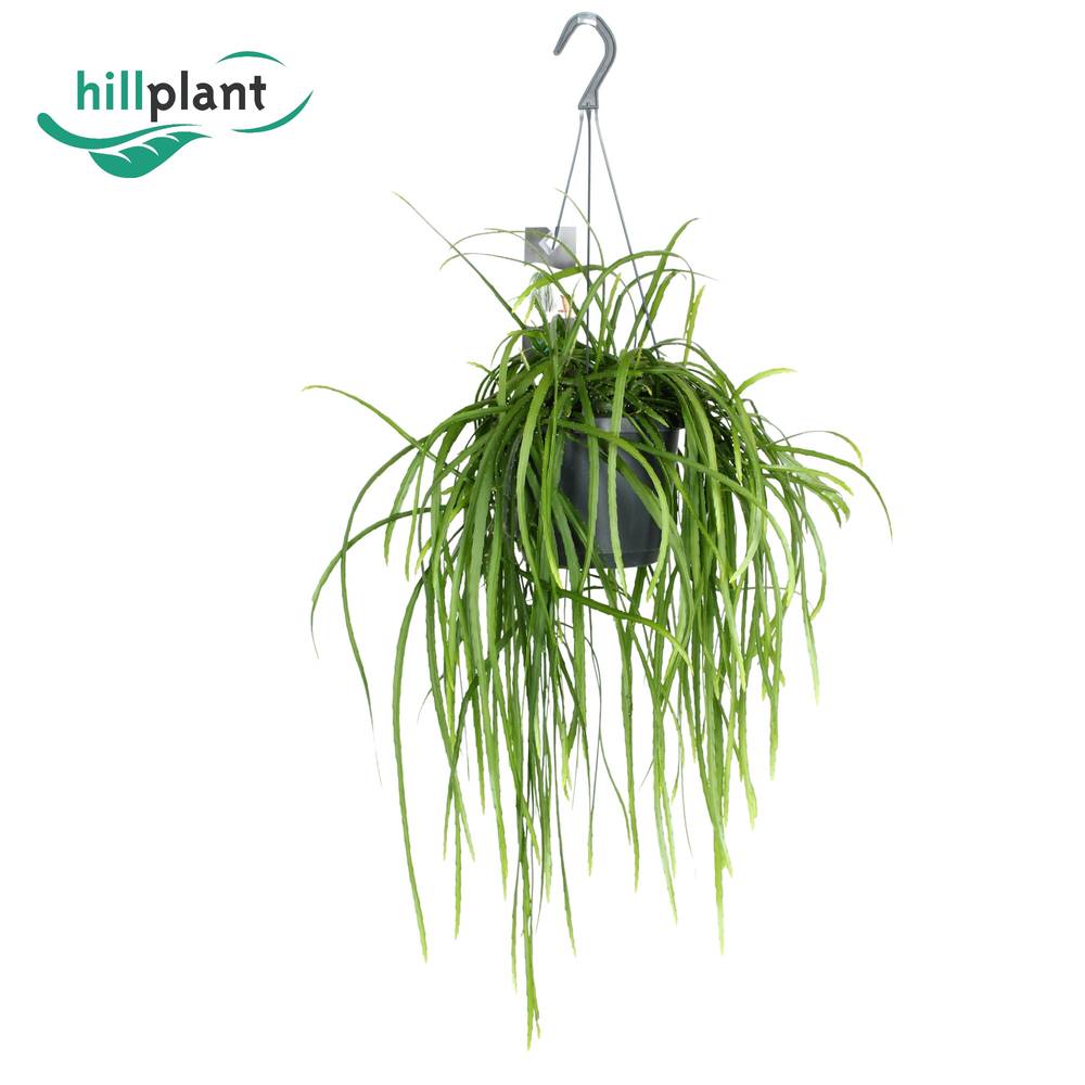 Lepisium Bolivia im Ampeltopf T17 H040
