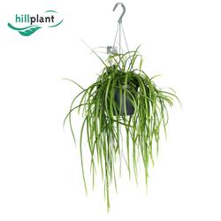 Lepisium Bolivia im Ampeltopf T17 H040