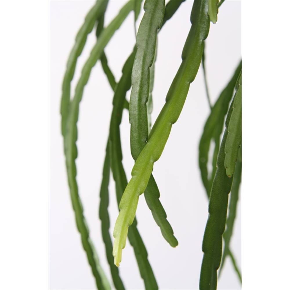 Lepisium Bolivia Ampel T17 H40