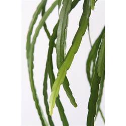 Lepisium Bolivia Ampel T17 H40