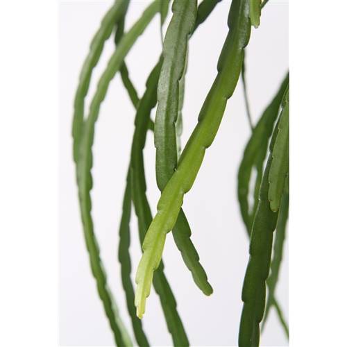 Lepisium Bolivia Ampel T17 H40