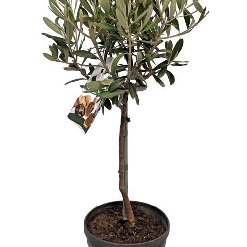 Olea Europaea auf Stamm T 15 T15 H055