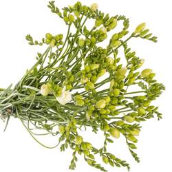 Freesie weiss gefüllt Starlight 20 Gram